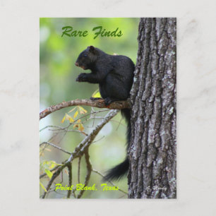 Carte Postale Rare Finds