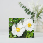 Carte Postale Rares Roses Cherokee Blanc (Debout devant)