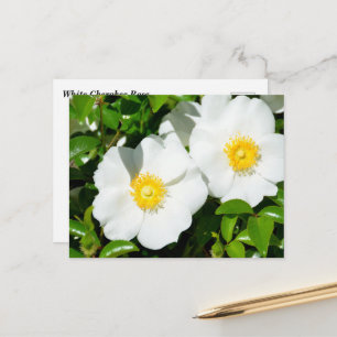 Carte Postale Rares Roses Cherokee Blanc