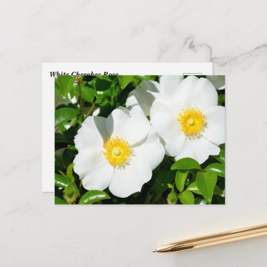 Carte Postale Rares Roses Cherokee Blanc (Devant/Arrière en situation)