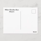 Carte Postale Rares Roses Cherokee Blanc (Dos)
