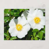 Carte Postale Rares Roses Cherokee Blanc (Devant)