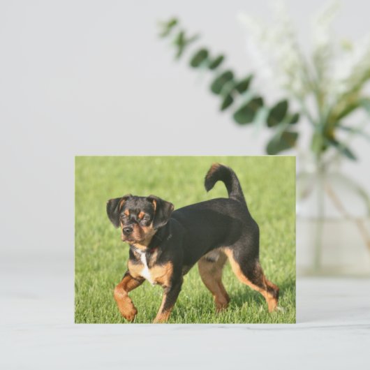 Carte Postale Rascal (Debout devant)