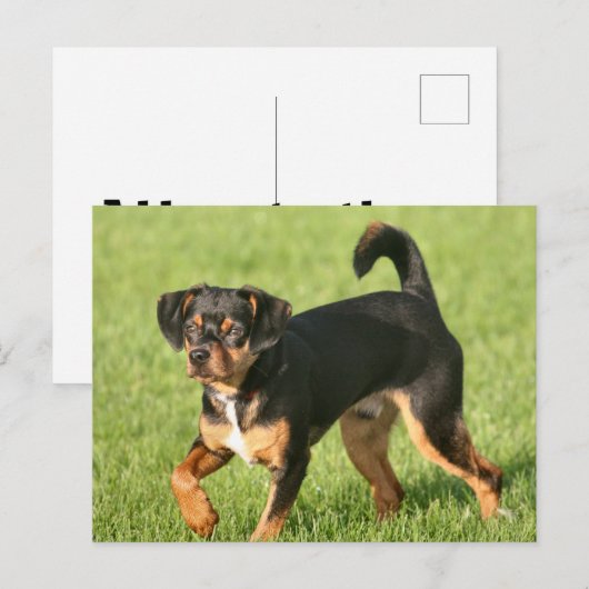 Carte Postale Rascal (Devant / Derrière)