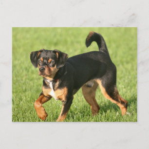 Carte Postale Rascal