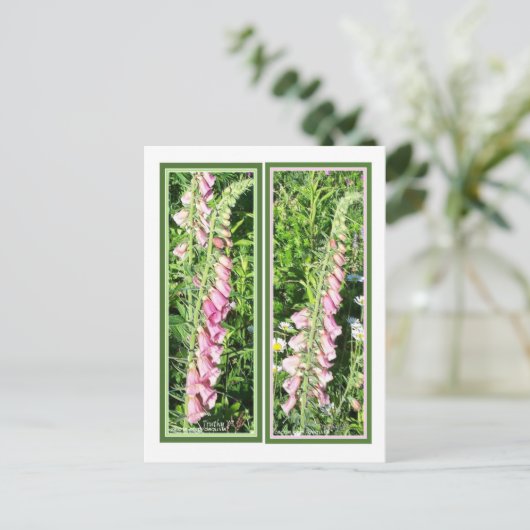 CARTE POSTALE RASPBERRY FOXGLOVE SIGNETS (Debout devant)