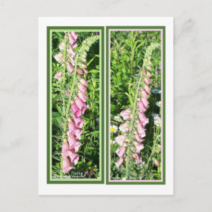 CARTE POSTALE RASPBERRY FOXGLOVE SIGNETS