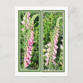 CARTE POSTALE RASPBERRY FOXGLOVE SIGNETS (Devant)