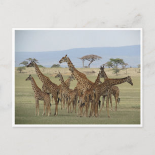 Carte Postale rassemblement de girafes
