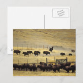 Carte Postale Rassemblement du National Bison Range dans le Mont (Devant / Derrière)