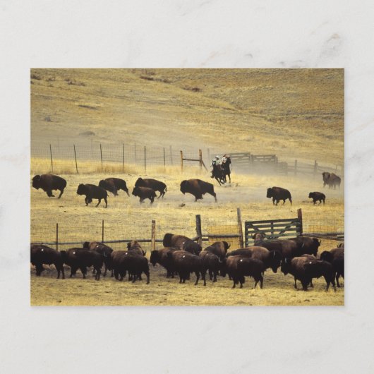 Carte Postale Rassemblement du National Bison Range dans le Mont (Devant)