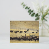 Carte Postale Rassemblement du National Bison Range dans le Mont (Debout devant)