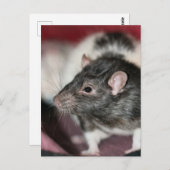 Carte Postale Rat (Devant / Derrière)