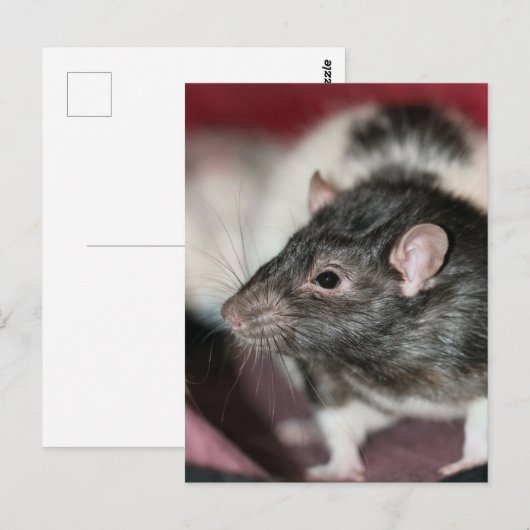 Carte Postale Rat (Devant / Derrière)