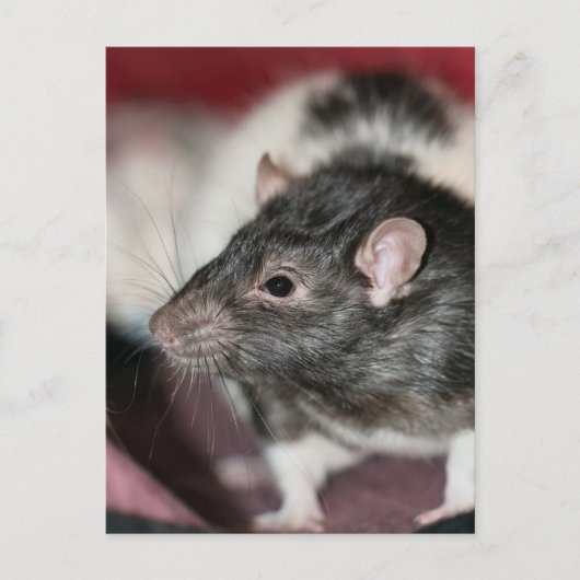 Carte Postale Rat (Devant)