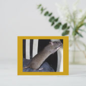 CARTE POSTALE RAT (Debout devant)