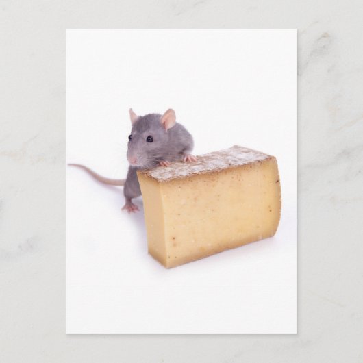 Carte Postale rat au fromage (Devant)