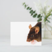 Carte Postale Rat Brown (Debout devant)