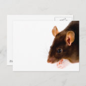 Carte Postale Rat Brown (Devant / Derrière)