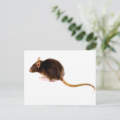 Carte Postale Rat Brown (Debout devant)