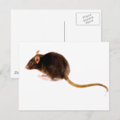 Carte Postale Rat Brown (Devant / Derrière)