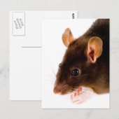 Carte Postale Rat Brown (Devant / Derrière)