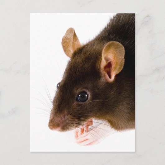 Carte Postale Rat Brown (Devant)