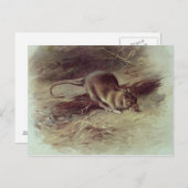 Carte Postale Rat Brown 1918 (Devant / Derrière)