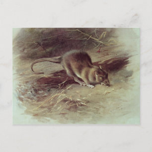 Carte Postale Rat Brown 1918