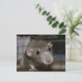 Carte Postale Rat curieux (Debout devant)