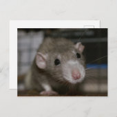 Carte Postale Rat curieux (Devant / Derrière)