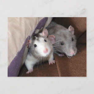 Carte postale Rat "Cushion Dwellers"