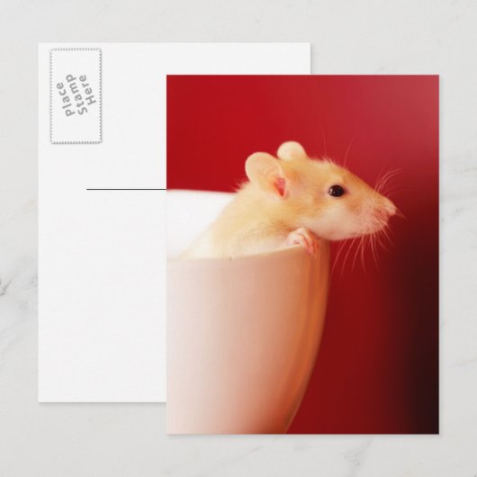 Carte Postale Rat de bébé (Devant / Derrière)