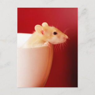Carte Postale Rat de bébé