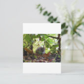 Carte Postale rat de rivière (Debout devant)