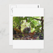 Carte Postale rat de rivière (Devant / Derrière)