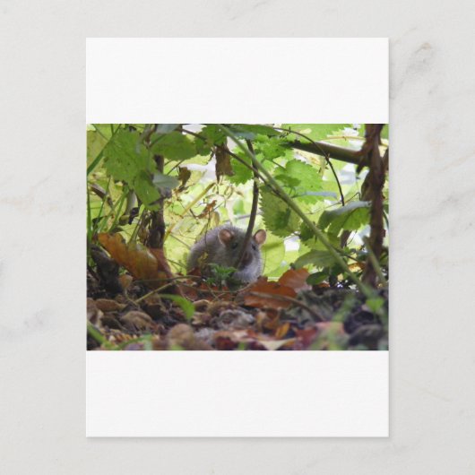 Carte Postale rat de rivière (Devant)