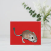 Carte Postale rat kangourou (Debout devant)