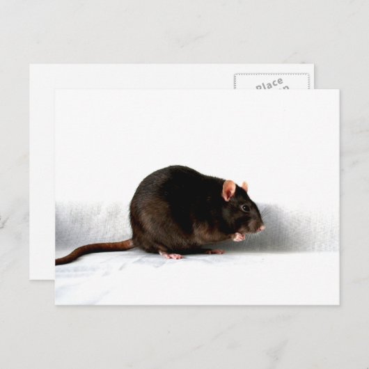 Carte Postale Rat pccna (Devant / Derrière)