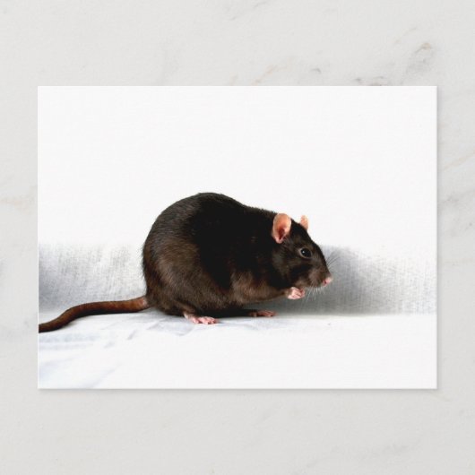 Carte Postale Rat pccna (Devant)