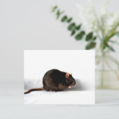 Carte Postale Rat pccnm (Debout devant)