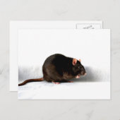 Carte Postale Rat pccnm (Devant / Derrière)