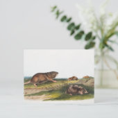 Carte Postale Rat Poché Sud, Schrew Mole Illustration (Debout devant)