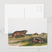 Carte Postale Rat Poché Sud, Schrew Mole Illustration (Devant / Derrière)