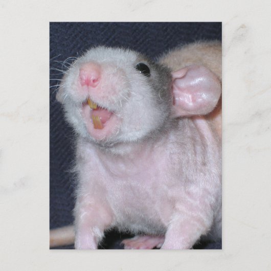 Carte Postale Rat souriant mignon (Devant)