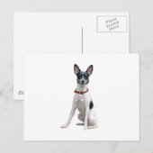 Carte Postale Rat Terrier (A) (Devant / Derrière)