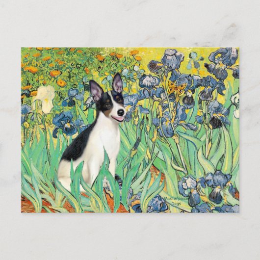 Carte Postale Rat Terrier - Iris (Devant)