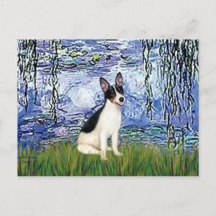 Carte Postale Rat Terrier - Lys 6