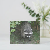 Carte Postale Raton laveur (Debout devant)