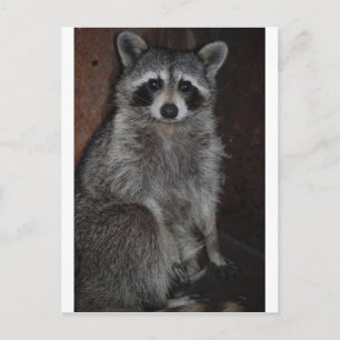 Carte Postale Raton laveur